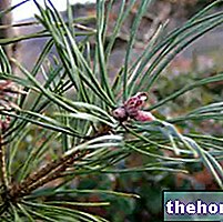 Pine in Herbalist: Pine vara