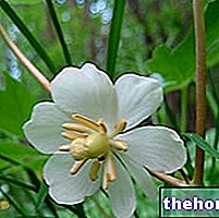 Podofillo in Herbalist: Podofillon omistus
