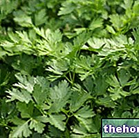 Herbalist의 파슬리: 파슬리의 특성