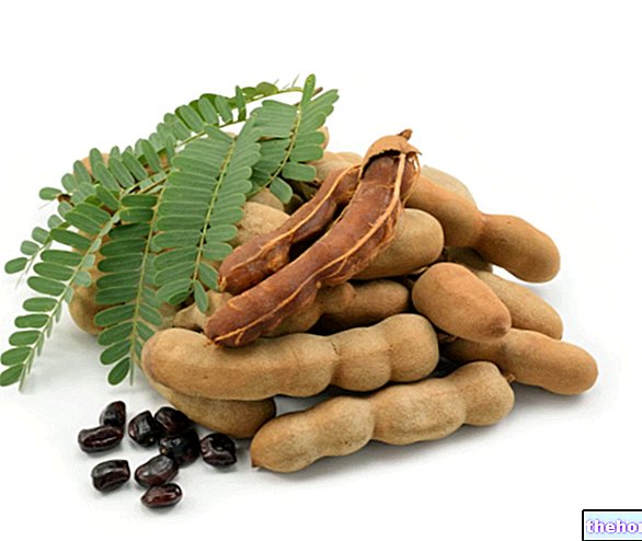 Properties of tamarind in herbal medicine: what are they?