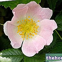 Rose musquée en herboristerie : Propriétés de la rose musquée