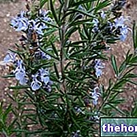 phytothérapie - Romarin en herboristerie : Propriétés du Romarin