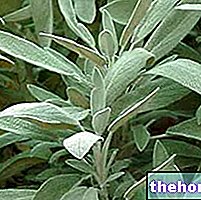 Sage dalam Perubatan Herba: Sifat Sage