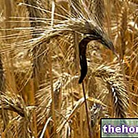 Gandum gandum hitam dalam pengobatan herbal: Sifat gandum hitam bertanduk