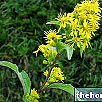 Solidago in Herbalist: Property of Solidago