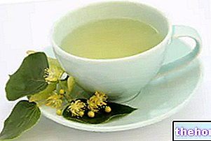 Mengeringkan teh herba untuk menurunkan berat badan