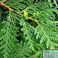 Tuia en herboristerie : Propriété de Tuia