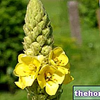 Mullein in Herbalist: Properties of Mullein