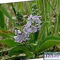 Veronica in Herbalist: Property of Veronica