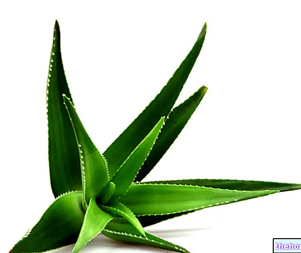 Aloe: General Characteristics and Uses