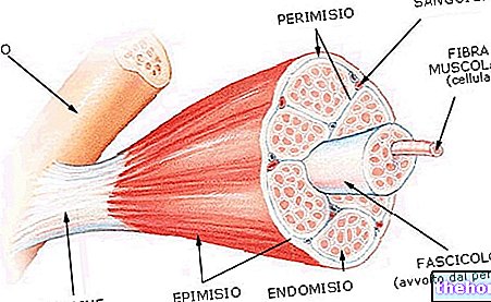 Entraînez les fibres rouges en musculation