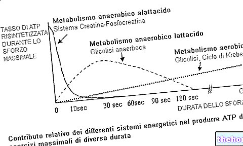 Métabolisme anaérobie des lactacides
