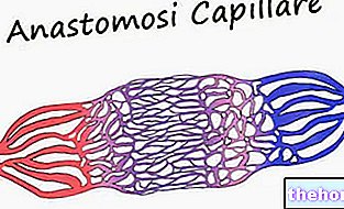Anastomose