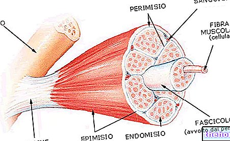 Anatomie du muscle squelettique et des fibres musculaires