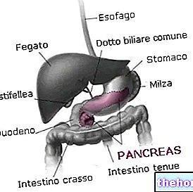O pâncreas