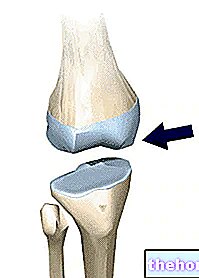 Le cartilage