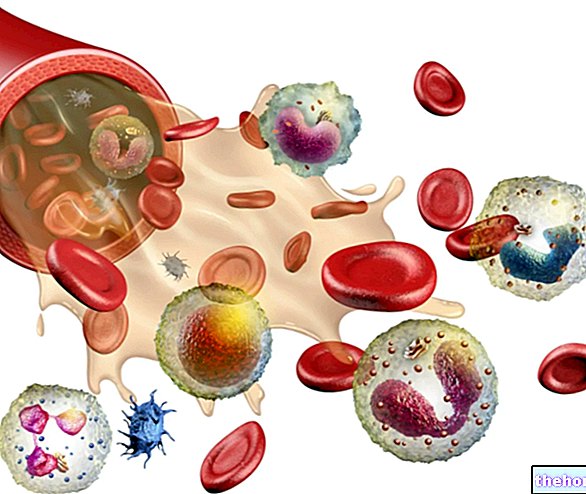 Leukociták vagy fehérvérsejtek: melyek ezek, értékek és funkciók
