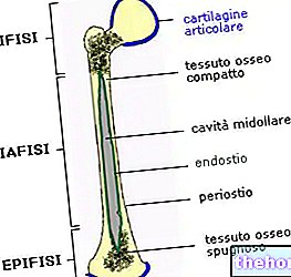 Periosteum ja endosteum