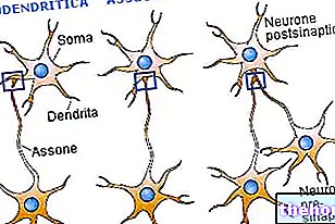 Synapsit