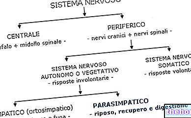 Parasimpatični (ali kraniosakralni) sistem