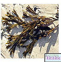 Barna alga - Fucus tulajdonságai a fitoterápiában