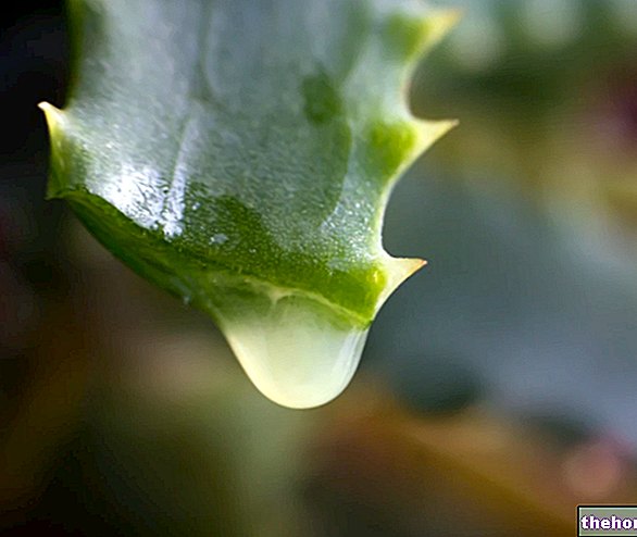 Aloe vera: sivuvaikutukset ja vasta -aiheet