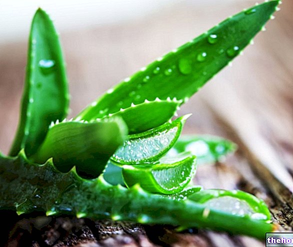Aloe vera: omadused, näidustused ja kasutusalad