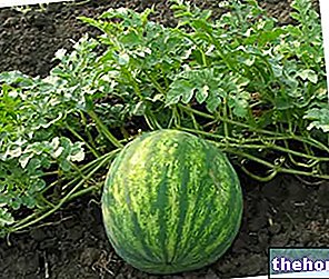 البطيخ: الخصائص والفوائد والنظام الغذائي