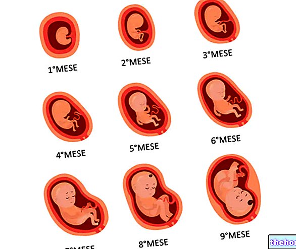 Le développement de l'embryon-fœtus