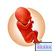 Longueur du fœtus