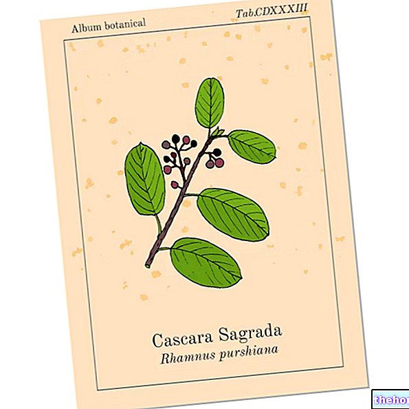 Cascara - Cascara Sagrada: มันคืออะไร, การใช้และคุณสมบัติ