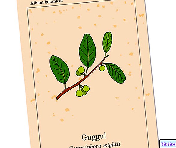 Commiphora mukul - Guggul: מה זה? בעלות, שימושים וסיכונים