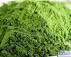 Klamatske alge