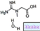 Kreatin -monohidrát