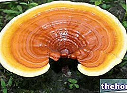 Ganoderma ou Reishi - champignon miracle ?