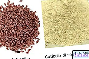 Psyllium - Psyllium Seeds