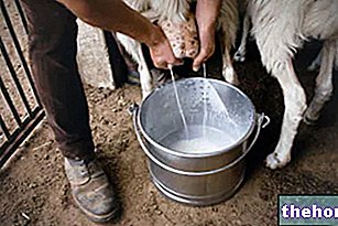 Ovčie mlieko: výživové vlastnosti, úloha v strave a rady pri varení
