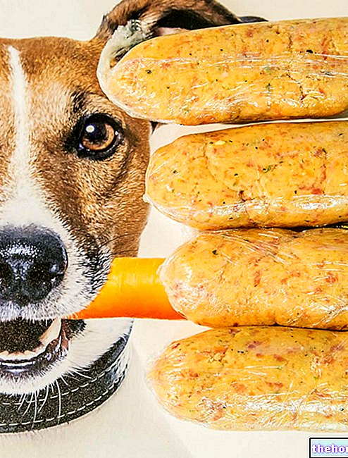 Šuns dešra - naminis maistas naminiams gyvūnėliams