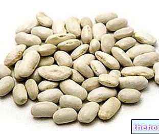 Kacang Putih - Kacang Cannellini