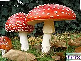 Toxicité, toxines et empoisonnement aux champignons