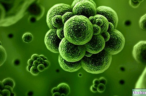 מחלות מדבקות - חיידקים: גנטיקה ומנגנונים להעברת מידע גנטי