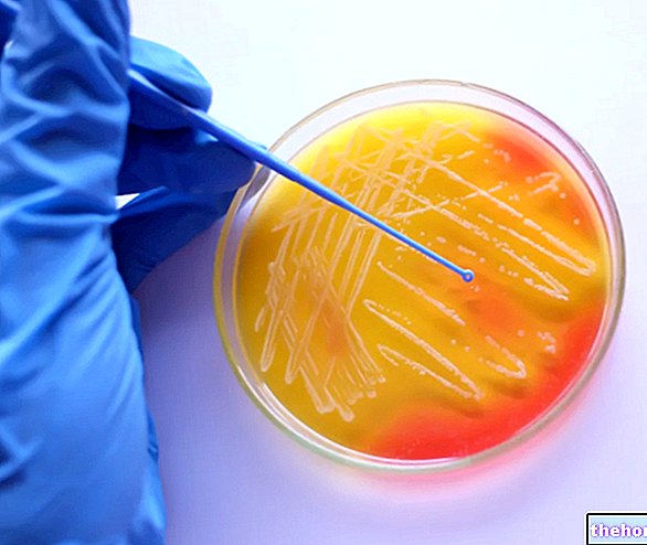 Citrobacter: Citrobacter koseri -infektion och vad du ska veta mer