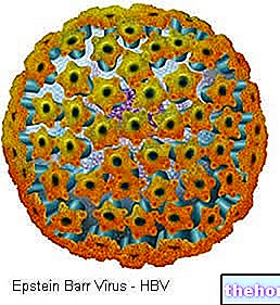Virus d'Epstein Barr - EBV