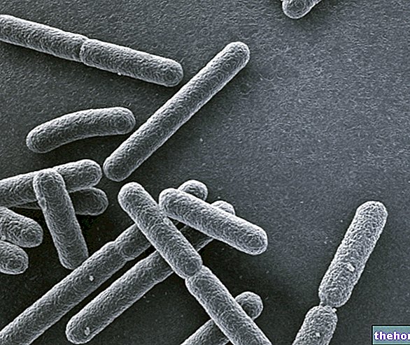 Escherichia coli : biologie et infections à Escherichia coli