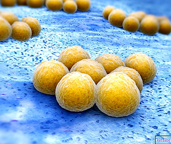 Stafülokoki infektsioon: mis see on ja kuidas seda ravida