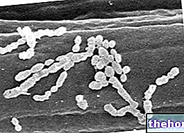Kumpulan A Beta Hemolytic Streptococcus