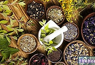 Extractos botánicos: que son, fuentes alimenticias, beneficios