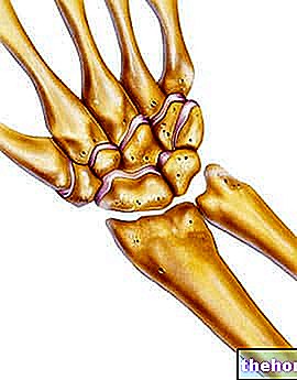 עצמות פרק כף היד