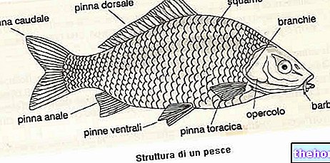 Pisces - klasifikasi dan struktur