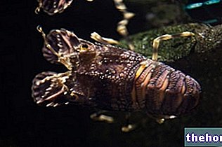 Cicada di Mare: Propriétés nutritionnelles, rôle dans l'alimentation et comment cuisiner